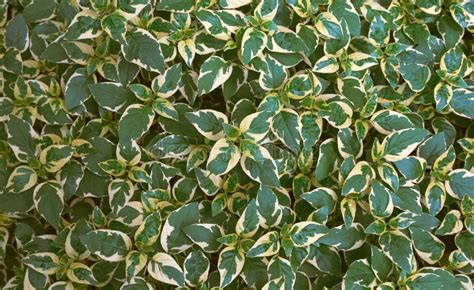 Wintercreeper Or Euonymus Fortunei Evergreen Shrub Plant With Green To