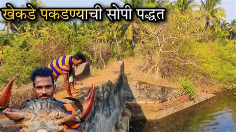 मोरी माशाचे मांस वापरून गरी आणि झिलाने पकडले खेकडे Catching Mud Crabs