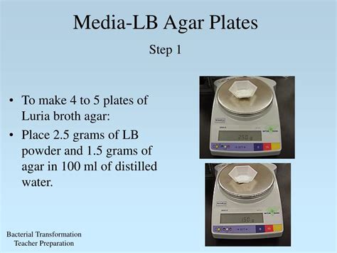 Lb Agar Plates Recipe Ampicillin | Dandk Organizer