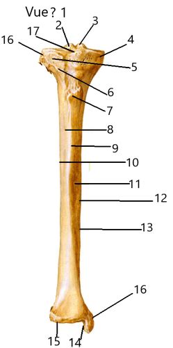 Patella Tibia Fibula Pied Flashcards Quizlet