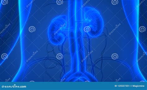 Anatomia Umana Dei Reni Del Sistema Urinario Illustrazione Di Stock