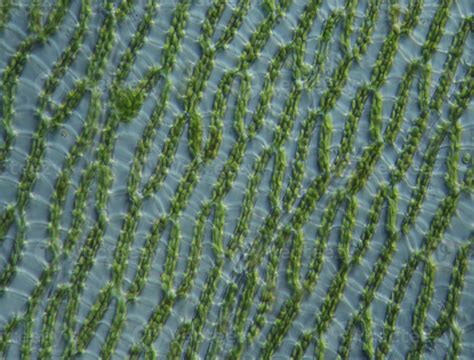 Green algae at high magnification under the microscope 19636747 Stock ...