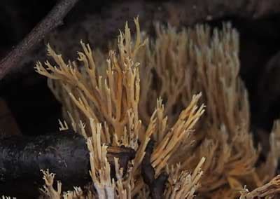 Ramaria Ochracea Hannie Wijers Paddenstoelen Brummen Eo