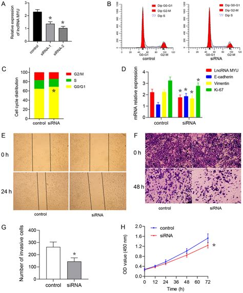 LncRNA MYU Knockdown Inhibits The Proliferation Of TE 2 Cells A The