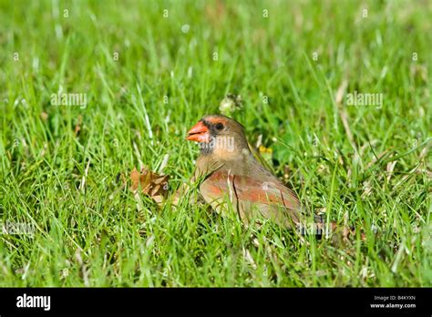 Female Northern Cardinal Cardinalis Cardinalis Stock Photo Alamy