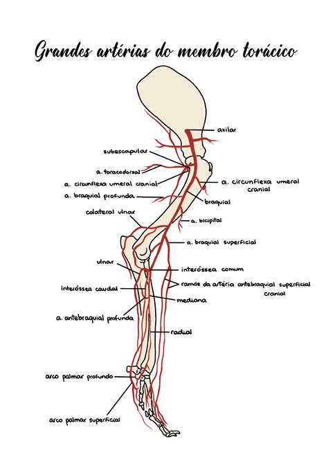 Grandes artérias do membro torácico Anatomia Veterinária I