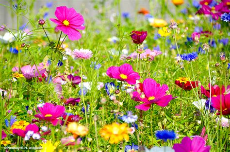 Kiepenkerl Blog Eine Wildblumenwiese Im Garten Anlegen