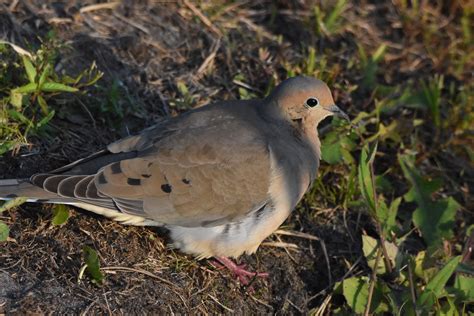 Mourning Dove