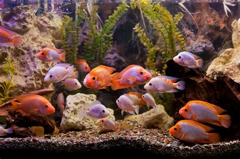 How to Set Up a Fish Tank Filter System - Tank Needs