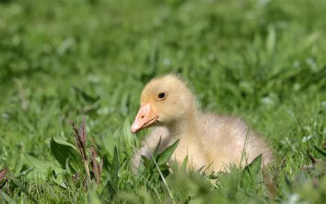 7 Reasons Gosling Died Few Hours After Hatching - LearnPoultry