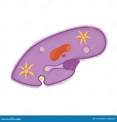 Estrutura Do Paramecium Ilustração Do Vetor Ilustração De Ciliar 113161332