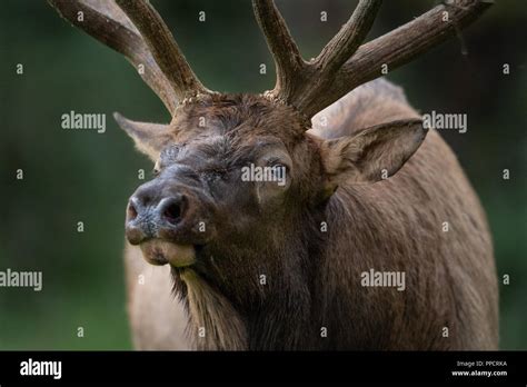 Apareamiento de la vaca fotografías e imágenes de alta resolución