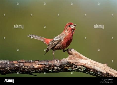 House finch singing Stock Photo - Alamy