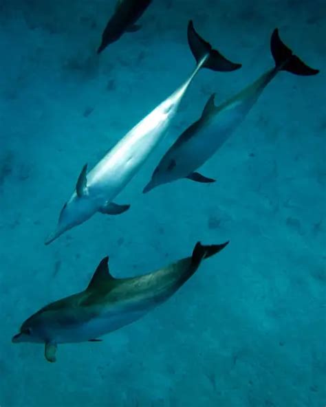 Atlantic Spotted Dolphin - Facts, Diet, Habitat & Pictures on Animalia.bio