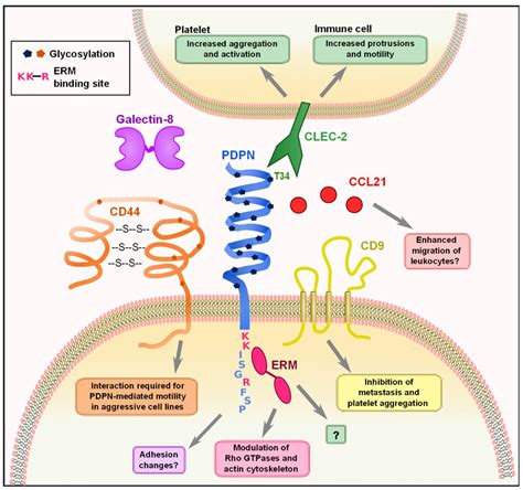 Frontiers Podoplanin Emerging Functions In Development The Immune