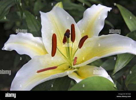 Weisse Königslilie Lilium Regale White Lily Flower Bloom Royal