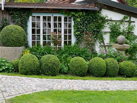 Gepflasterter Weg An Beet Mit Buxus Bild Kaufen 12156456 Image