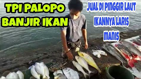 Palopo Sulsel Indonesia Tempat Pelelangan Ikan Youtube