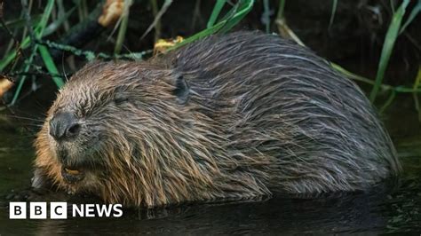 Beaver Like Dams Can Protect Communities From Flooding Study Bbc News