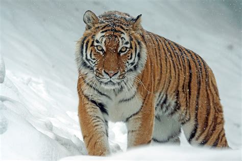 +50 Curiosidades sobre el Tigre siberiano ¡SORPRENDENTES!