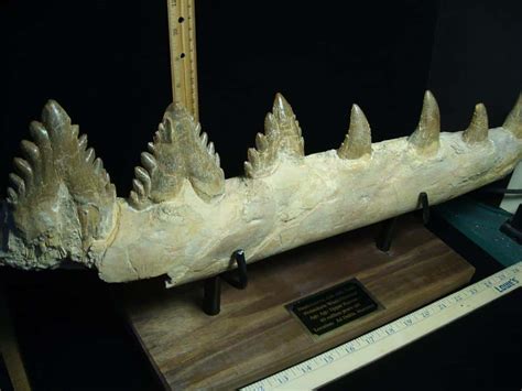 Basilosaurus Jaw– Ancient Whale (022924x) - The Stones & Bones Collection