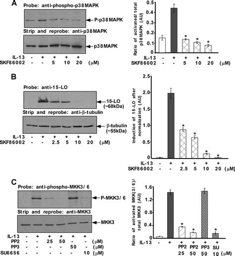 P Mapk Mediated Regulation Of Lo Expression Requires Src