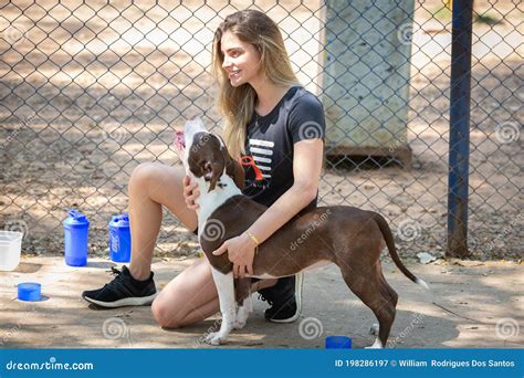 American Pit Bull Terrier Being Trained By Its Owner Editorial