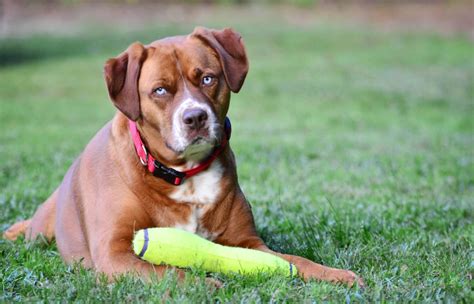 Boxmas (Boxer Mastiff Mix): Pictures, Care Guide, Temperament, & Traits ...