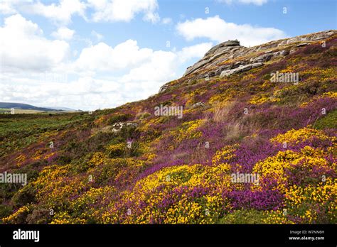 Flowerig Gorse Ulex Europaeus And Heather Haytor Dartmoor Devon