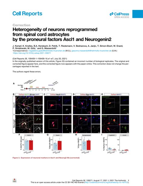 Pdf Heterogeneity Of Neurons Reprogrammed From Spinal Cord Astrocytes