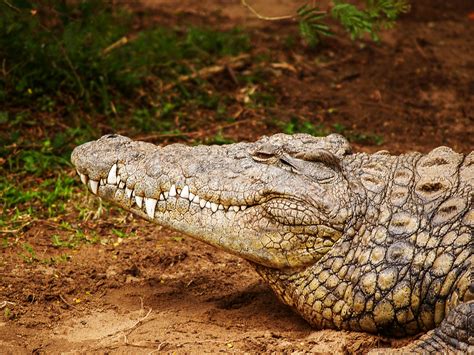 Foto Stok Gratis Tentang Alam Aligator Bahaya