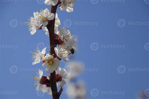 Spring Flowering Trees Pollination Of Flowers Of Apricot Blooming