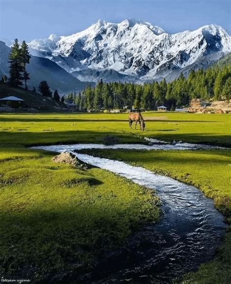 Fairy Meadows,Pakistan : r/pakistan