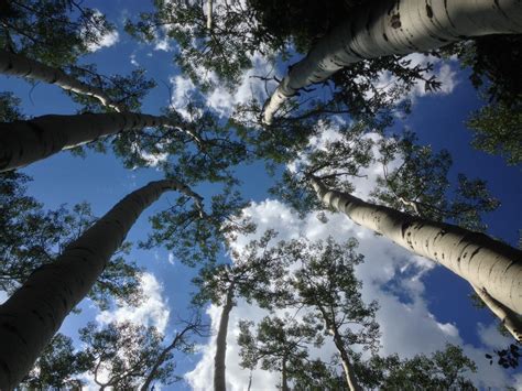 Free Images Tree Nature Forest Branch Snow Winter Cloud Sky