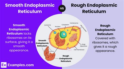 Smooth Endoplasmic Reticulum Vs Rough Endoplasmic Reticulum