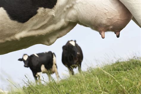 Better Feed Efficiency For More Sustainable Dairy Farming Dairy Global