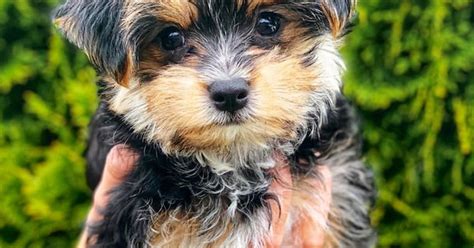 Morkie Puppies for Sale - Florida Fur Babies