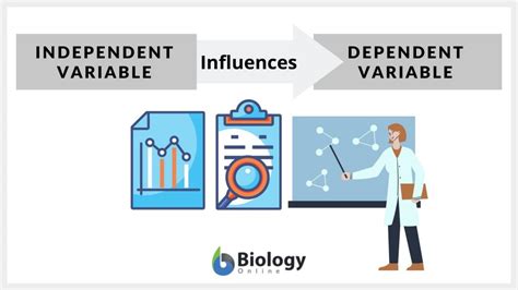 Independent Variable Definition And Examples Biology Online Dictionary