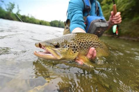 Life In Minnesota The Complete Mn Trout Season Fishing Guide