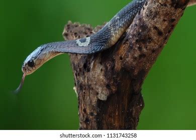 63 Snake venom glands Images, Stock Photos & Vectors | Shutterstock