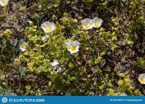 Cistus Salviifolius Or Sage Leaved Rock Rose Or Salvia Cistus Or