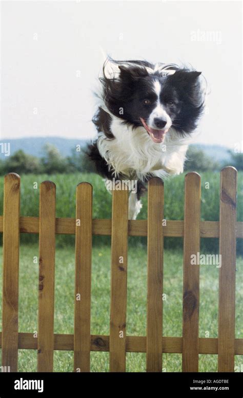 Border Collie Dog Jumping Over Fence Stock Photo Alamy