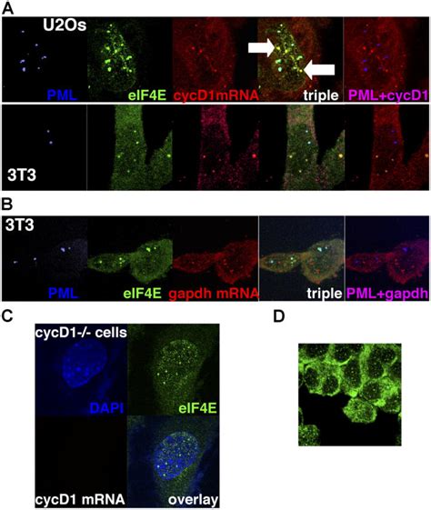 Cyclin D But Not Gapdh Mrnas Colocalize With A Subset Of Eif E Nuclear