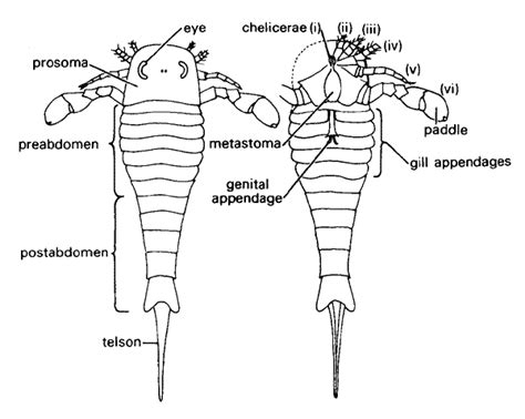 Palaeos Metazoa: Arthropoda: Chelicerata: Eurypterida: Eurypterida