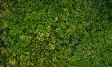 Amazônia e Bioeconomia Instituto de Engenharia