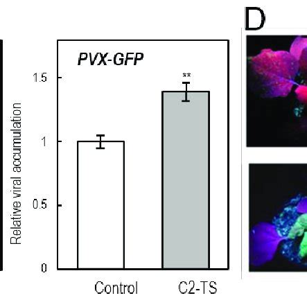 Models For Rcr And Rdr Modes Of Geminivirus Dna Replication A Rcr