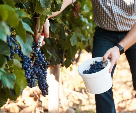 When to harvest grapes - expert tips for accurate picking | Homes & Gardens