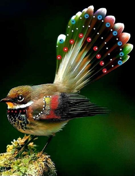 pin  cac loai chim beautiful birds birds photography nature