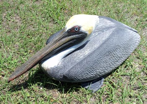 Hand Crafted Life Size Pelican Sculptures By Chris Dixon Studios