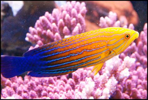 WRASSE – tagged "WRASSE" – Nocturnal Reef